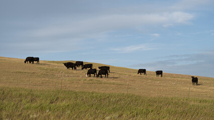 Small herd of cows and livestock graze on the fertile farmland in Saskatchewan Canada