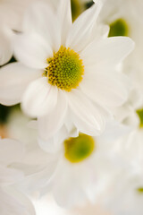 Macro photography of white chrysanthemums. Beautiful postcard with flowers close-up. Banner for congratulations, wedding, birthday, mother's day