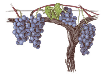 vine with blue grapes and green leafs on old vine