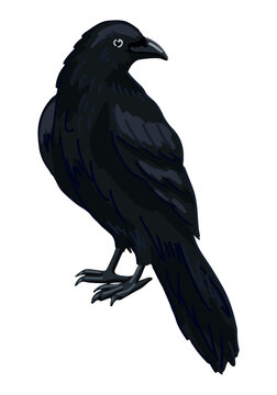 Standing crow clipart isolated on white. Cartoon style drawing of black raven wild bird. Halloween creepy fauna modern vector illustration.