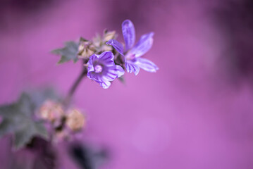 Fototapeta na wymiar Details of beautiful purple flower on pink background, close up, outdoor photography