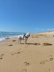 a white American Staffordshire Terrier happily bathing and jumping at the beach