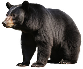 Black bear isolated on white background as transparent PNG, generative AI animal