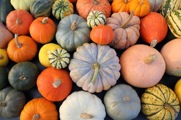 Squashes and pumpkins. - 605449158