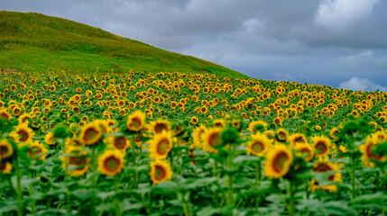Rolling hills and fields of sunflowers in South Dakota