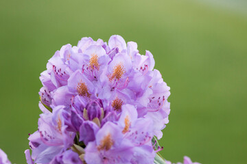 ball shaped flowers of Rhododendron in the garden