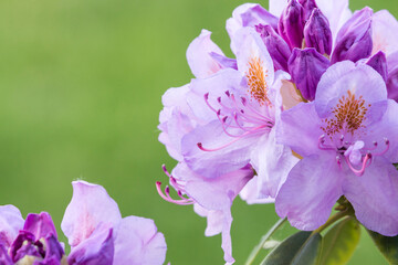 blooming flowers in the garden