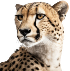 Close up portrait of a cheetah isolated on a transparent or white background as PNG, generative AI animal - obrazy, fototapety, plakaty
