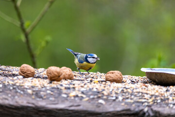 Fütterung Vögel