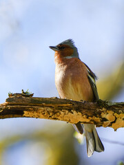 Common chaffinch, Fringilla coelebs. The male sits on a branch and sings rutting song
