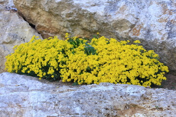 Żółte kwiaty smagliczki pomiędzy skałami - obrazy, fototapety, plakaty