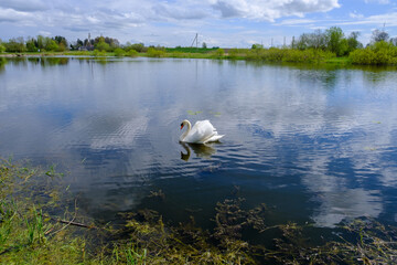 White swans with small swans on the lake