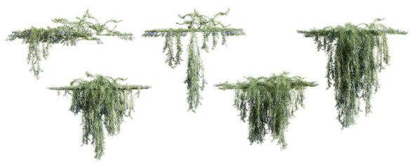 Set of Rosemarinus Officinalis creeper plant, vol. 2, isolated on transparent background. 3D render. - obrazy, fototapety, plakaty