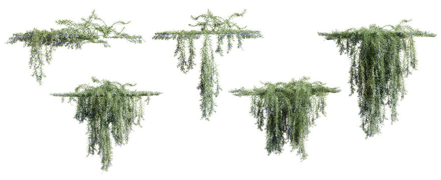 Set of Rosemarinus Officinalis creeper plant, vol. 2, isolated on transparent background. 3D render.