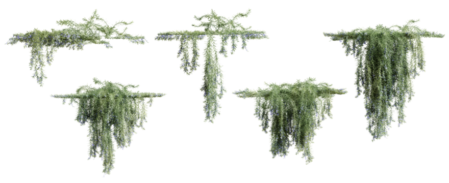 Set of Rosemarinus Officinalis creeper plant, vol. 2, isolated on transparent background. 3D render.