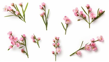 Obraz na płótnie Canvas collection of beautiful pink wax flower twigs in different positions, isolated floral design element, top view, white background