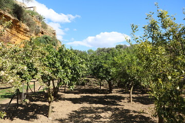 Fototapeta na wymiar Orange and Lemon cultivation in Italy