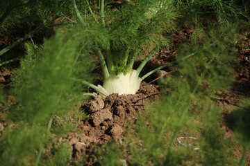 Foeniculum vulgare