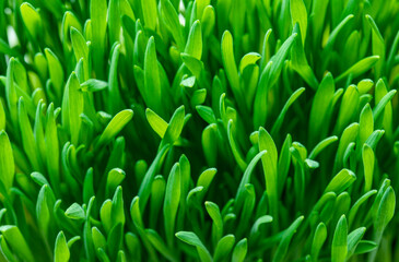 Fototapeta na wymiar Wheat sprouts close up background. Green fresh grass.