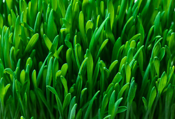 Fototapeta na wymiar Fresh green wheat germ growing close up. Green grass background.