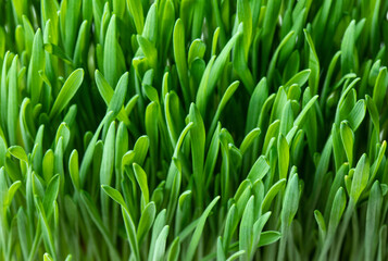 Fototapeta na wymiar Fresh green wheat germ growing close up. Green grass background.