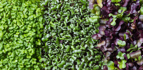 Set of closeup broccoli, red cabbage, radish Sango sprouts, top view. Close up micro green superfood, vegan and healthy eating concept. Closeup microgreen Foliage Background. Texture of various leaves