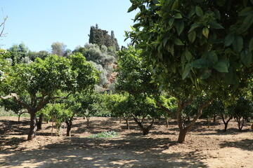 Citrus plantation, Italy