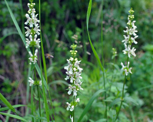 Stachys recta grows in nature