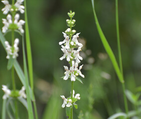 Stachys recta grows in nature