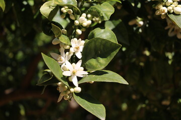 Blooming Lemontree, Sicily Italy
