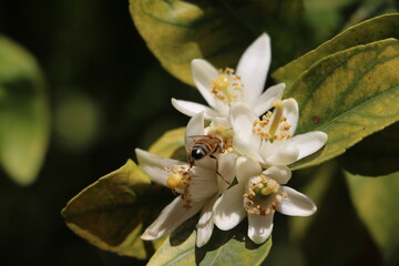 White flowers and a bee at Lemon tree in Sicily Italy

