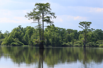 Cypress in the Basin