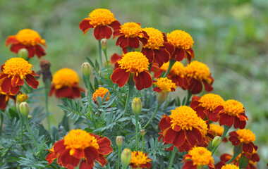 Blossom bushes marigold (tagetes)