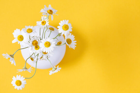 Flowers composition. Beautiful small chamomile in white round vase on yellow table. Spring and summer floral beautiful background. White daisies on yellow. Flat lay, top view