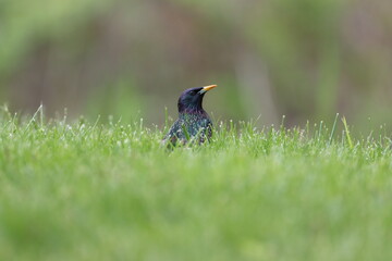 A starling enjoying spring sunshine in the grass