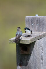 A male and female tree swallow pair having a heated discussion on top of a bluebird house