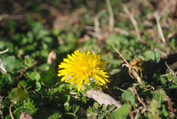 Yellow Flower
