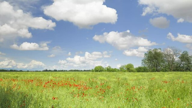 In May, in spring, an uncultivated field, with tall grass and many poppies moved by a light wind, blue sky and clouds. Time lapse zoom in video. Collegno, Italy.
