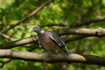 A common wood pigeon at the spring nest building