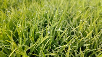 朝露を浴びた水稲の苗