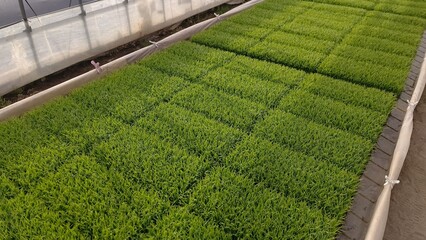 水稲のプール育苗