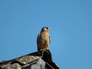 Kestrel sits on the corner of a house roof