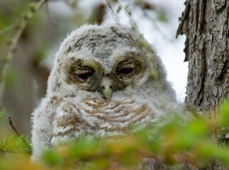 Beautiful newly fledged from the nest tawny owl, owlet with brown and white plumage perched against a tree trunk with big eyes looking at the camera