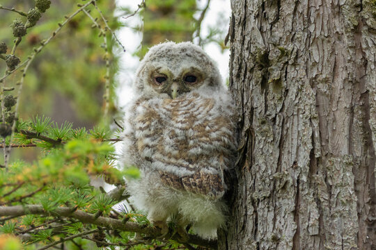 Beautiful newly fledged from the nest tawny owl, owlet with brown and white plumage perched against a tree trunk with big eyes looking at the camera