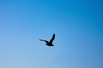 A seagull in the sky over the sea in the air in nature