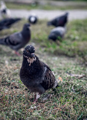A large wild pigeon in the foreground and a lot of pigeons out of focus in the background. A flock of pigeons in the background and a large pigeon in the foreground are walking on the lawn.