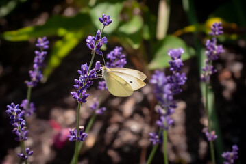 White Cabbage Butterfly Pollinates Purple Garden Lavender Flowers in Macro Nature Photo