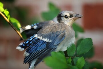 Baby Blue Jay