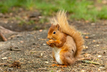Naklejka na ściany i meble Very cute and fluffy scottish red squirrel in the woodland eating a nut in the sunshine 
