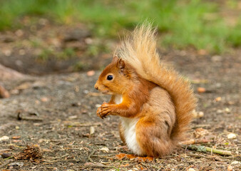 Naklejka na ściany i meble Very cute and fluffy scottish red squirrel in the woodland eating a nut in the sunshine 